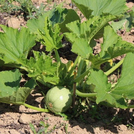 Seeds Round Zucchini of Nice - Summersquash Di Nizza - Cucurbita pepo