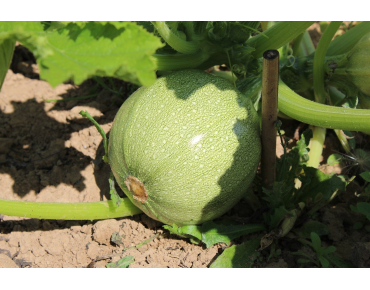 Semences Courgette ronde de Nice - Cucurbita pepo