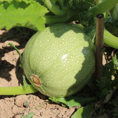 Seeds Round Zucchini of Nice - Summersquash Di Nizza - Cucurbita pepo