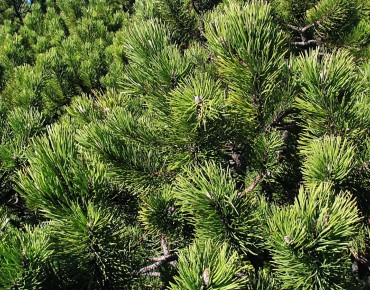Dwarf mountain pine Pumilio