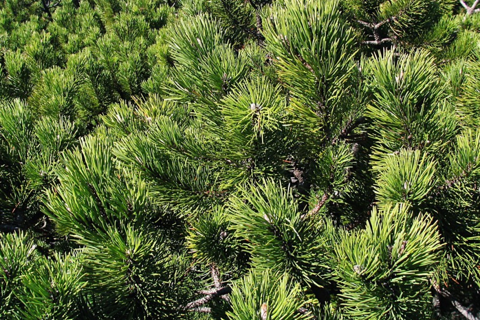 Dwarf mountain pine Pumilio