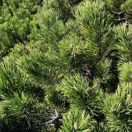 Dwarf mountain pine Pumilio