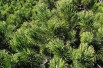 Dwarf mountain pine Pumilio