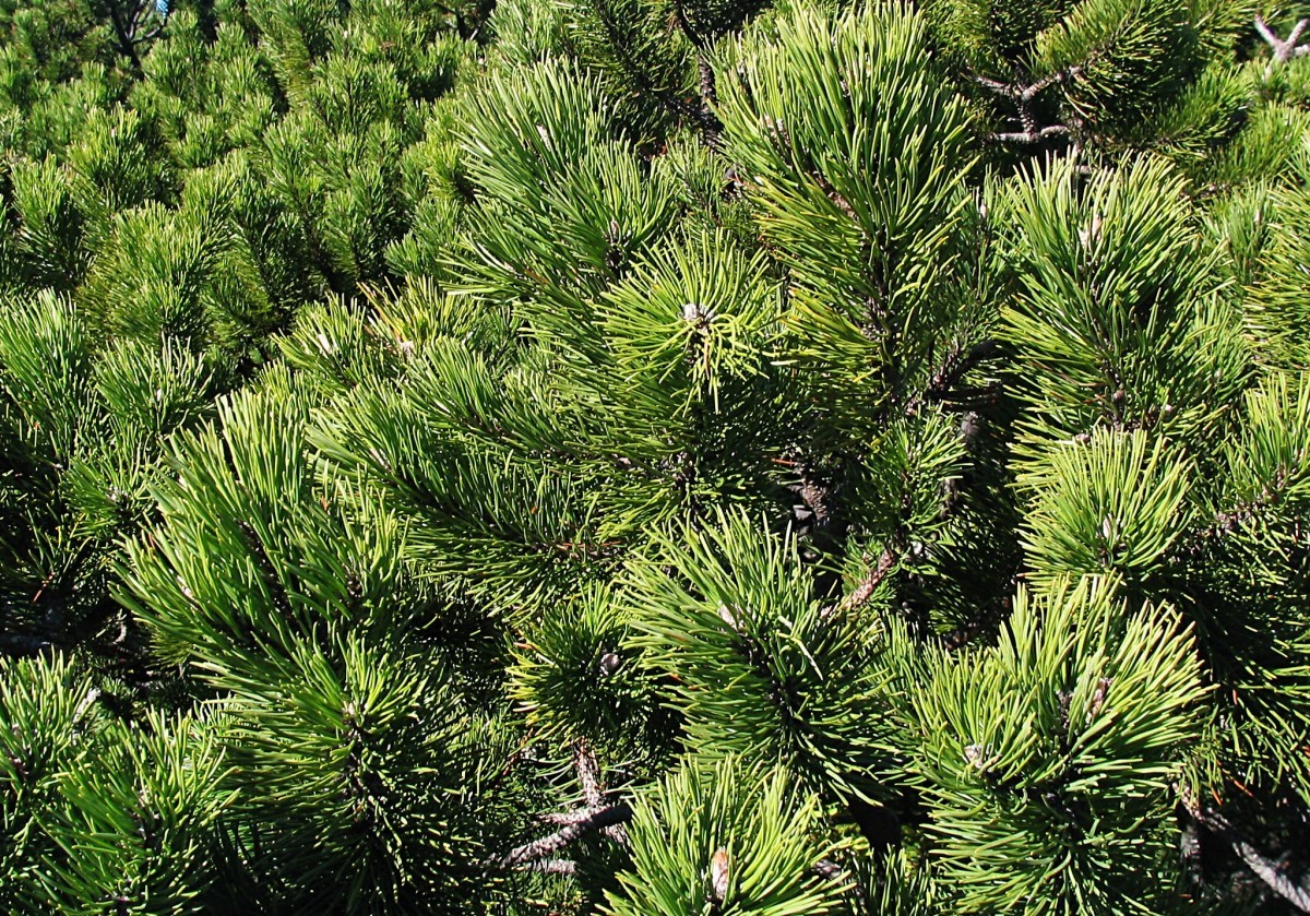 Dwarf mountain pine Pumilio