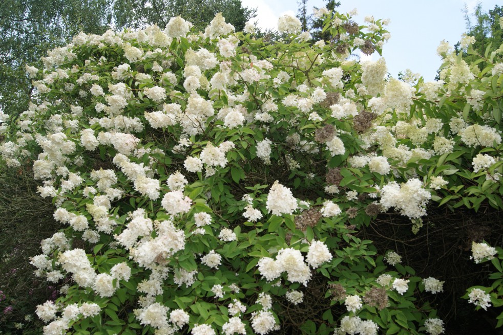 Hortensia Paniculé à grandes fleurs