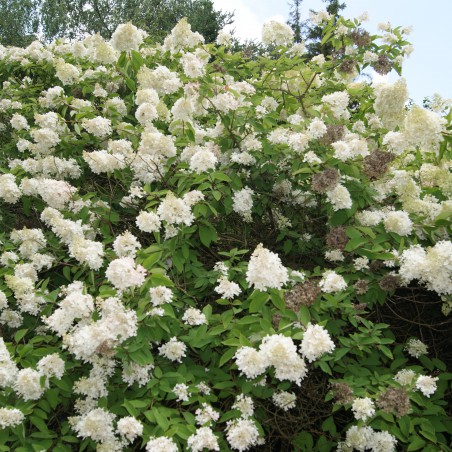 Hortensia Paniculé à grandes fleurs
