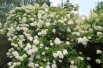 Hortensia Paniculé à grandes fleurs