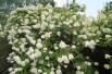 Peegee Hydrangea