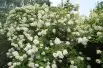 Peegee Hydrangea