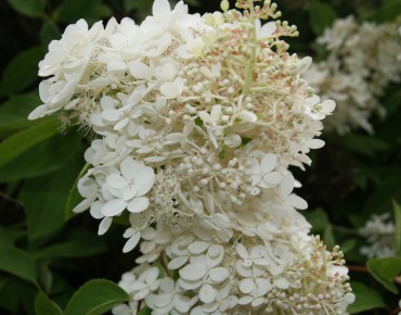 Hortensia Paniculé à grandes fleurs