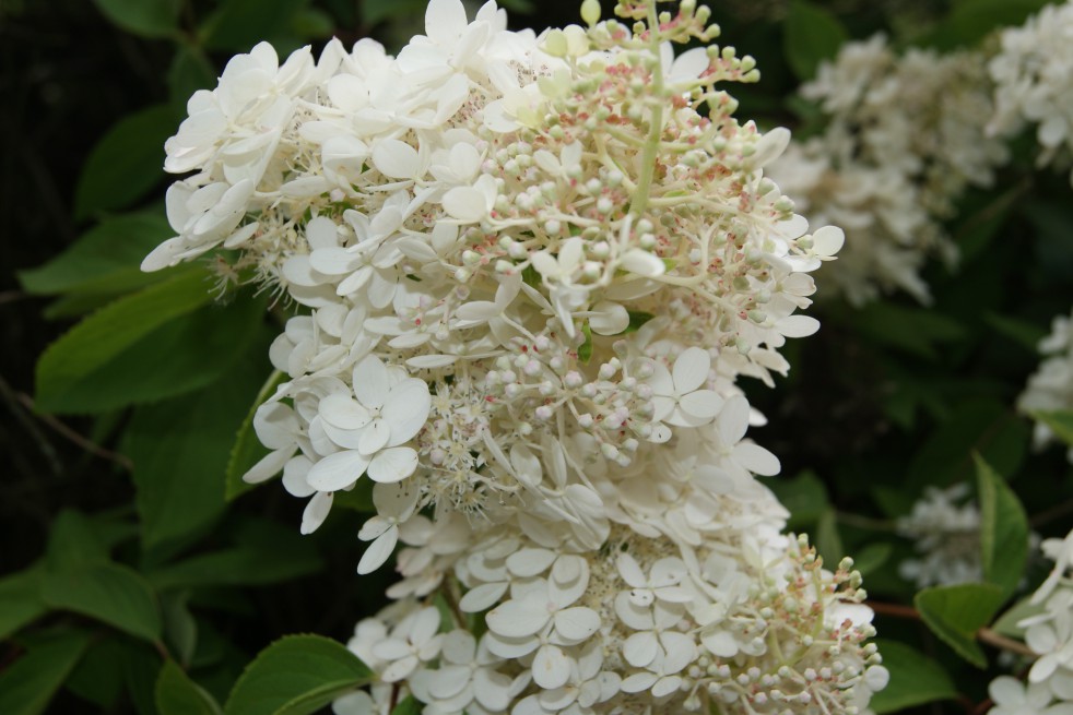 Peegee Hydrangea