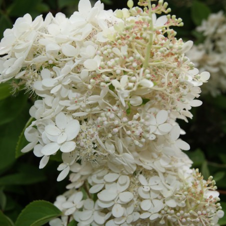 Peegee Hydrangea