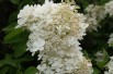 Hortensia Paniculé à grandes fleurs