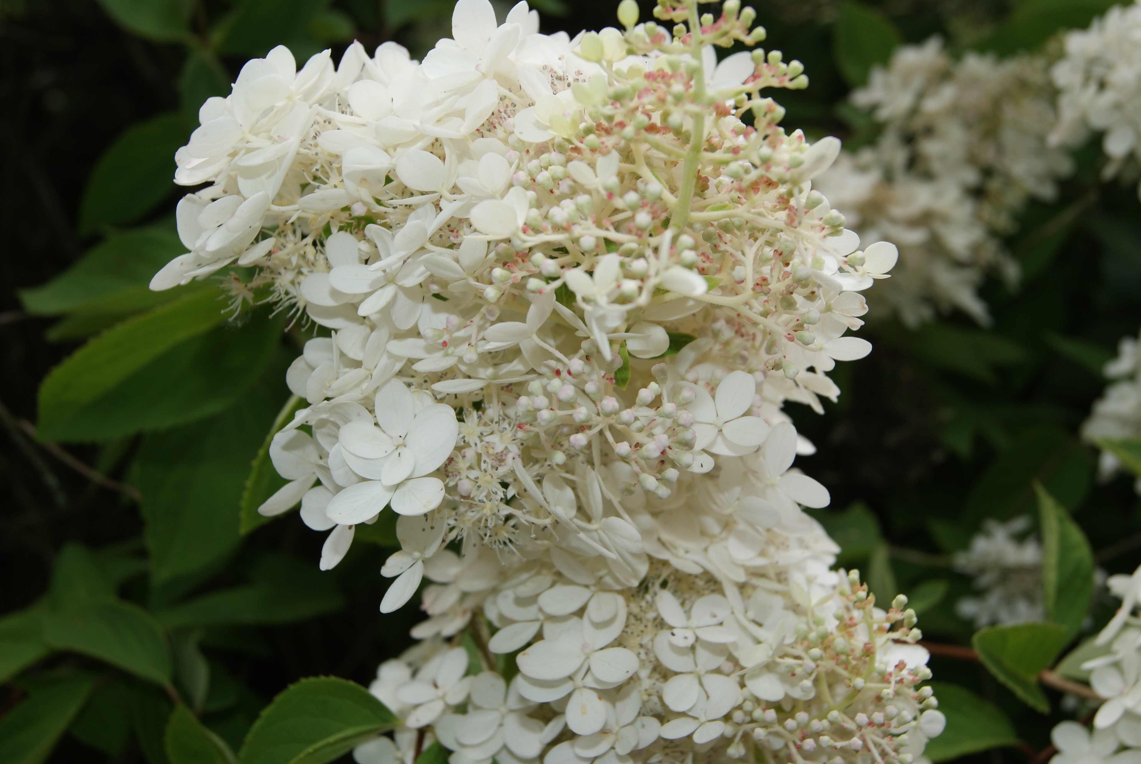 Peegee Hydrangea