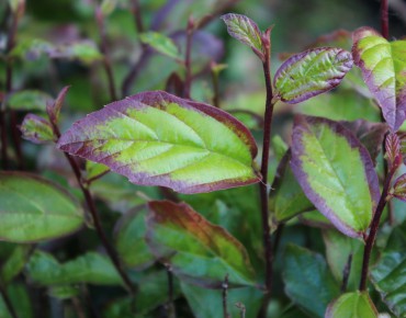 Persian Spire®Persian ironwood