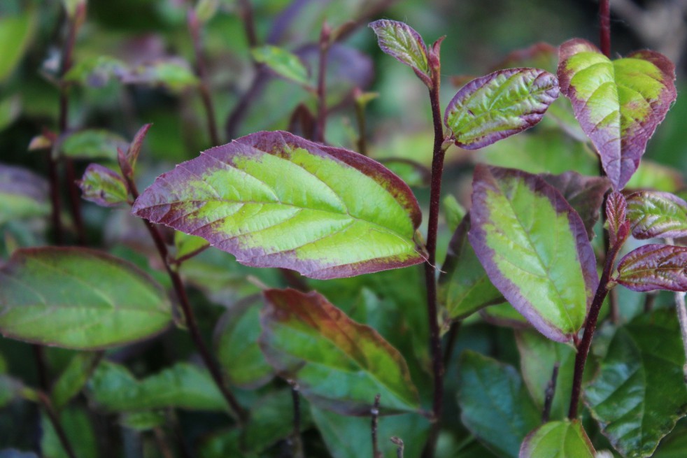 Persian Spire®Persian ironwood