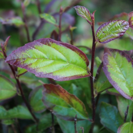 Persian Spire®Persian ironwood