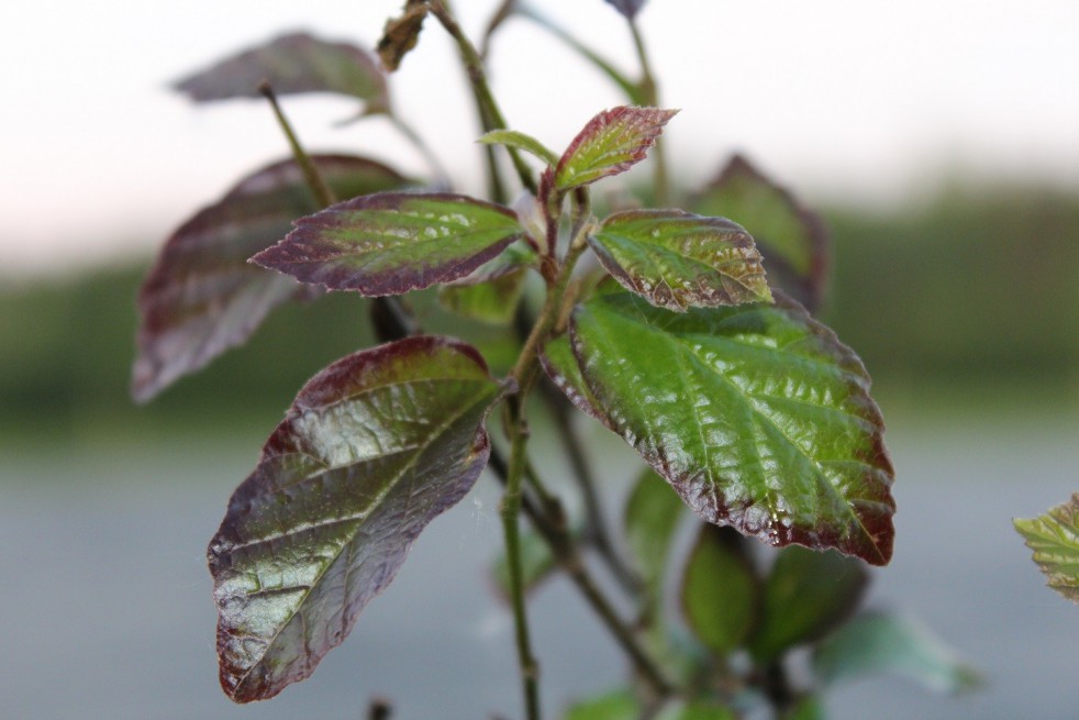 Arbre de fer Persian Spire®