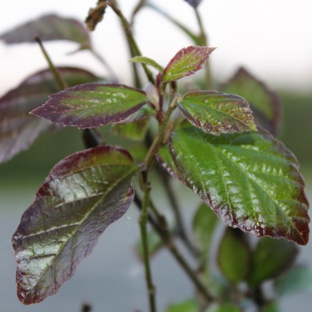 Persian Spire®Persian ironwood