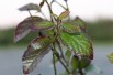 Persian Spire®Persian ironwood