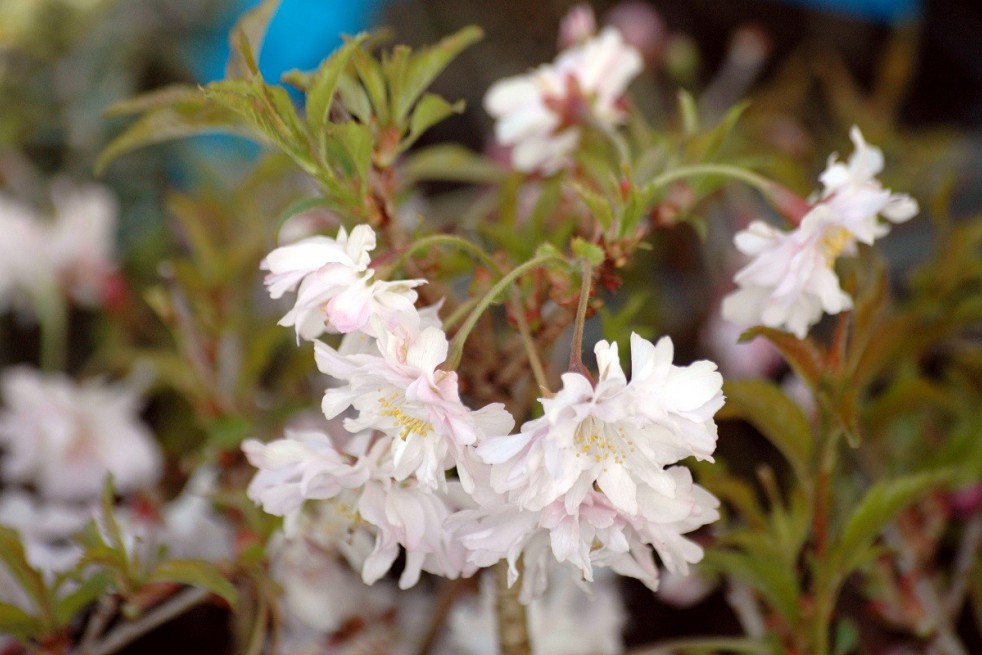 Fuji Cherry Tree Oshidori