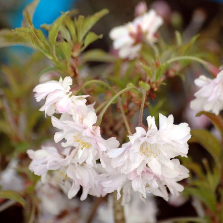 Fuji Cherry Tree Oshidori