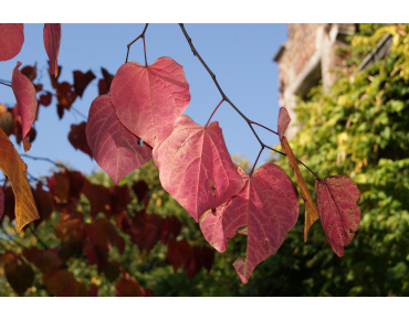 Arbre de Judée - Cercis Siliquastrum