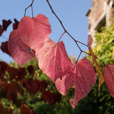 Judas tree - Cercis Siliquastrum