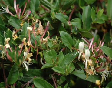 Japanese honeysuckle Dart's World