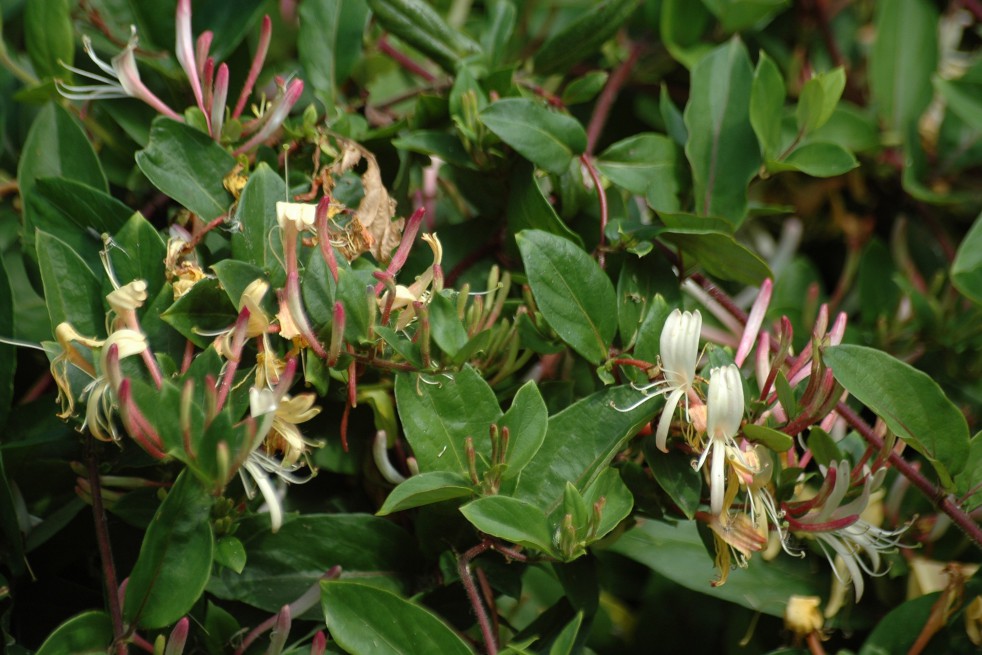 Japanese honeysuckle Dart's World