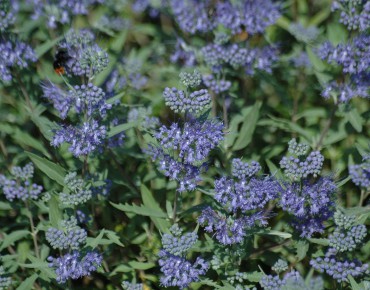 Barbe-bleue Heavenly Blue