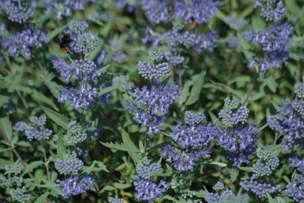 Barbe-bleue Heavenly Blue