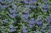 Bluebehard Heavenly Blue