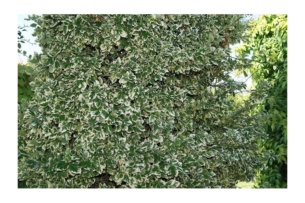 Wintercreeper Emerald Gaiety