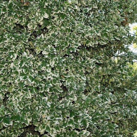 Fusain persistant Emerald Gaiety