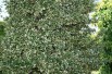 Fusain persistant Emerald Gaiety