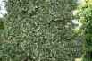 Wintercreeper Emerald Gaiety