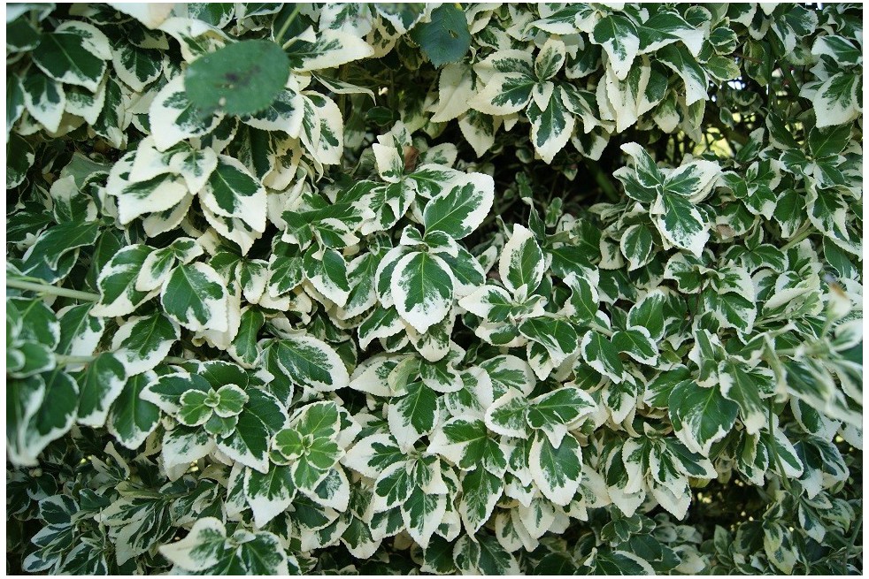 Fusain persistant Emerald Gaiety