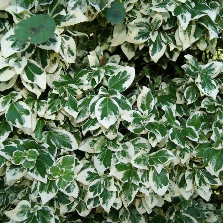 Fusain persistant Emerald Gaiety