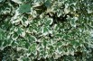 Wintercreeper Emerald Gaiety