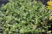 Wintercreeper Silver Queen