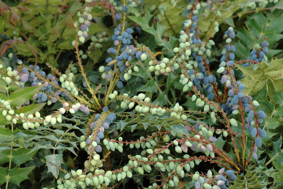 Apollo Oregon grape