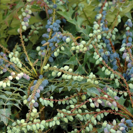 Mahonia nain à feuilles de houx