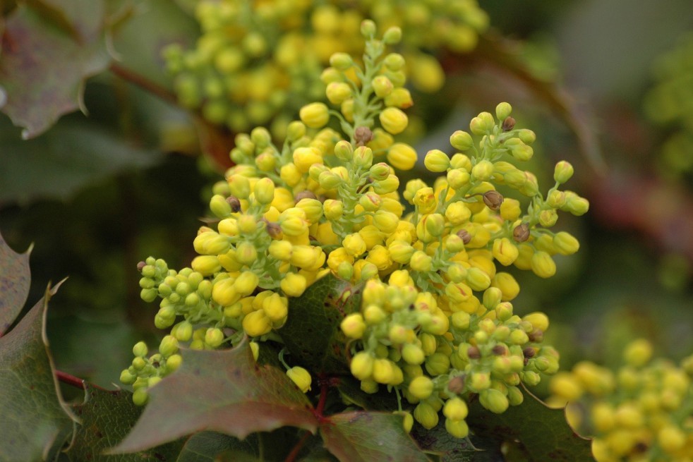 Mahonia nain à feuilles de houx