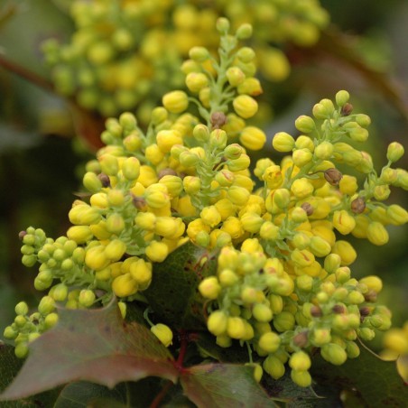 Apollo Oregon grape