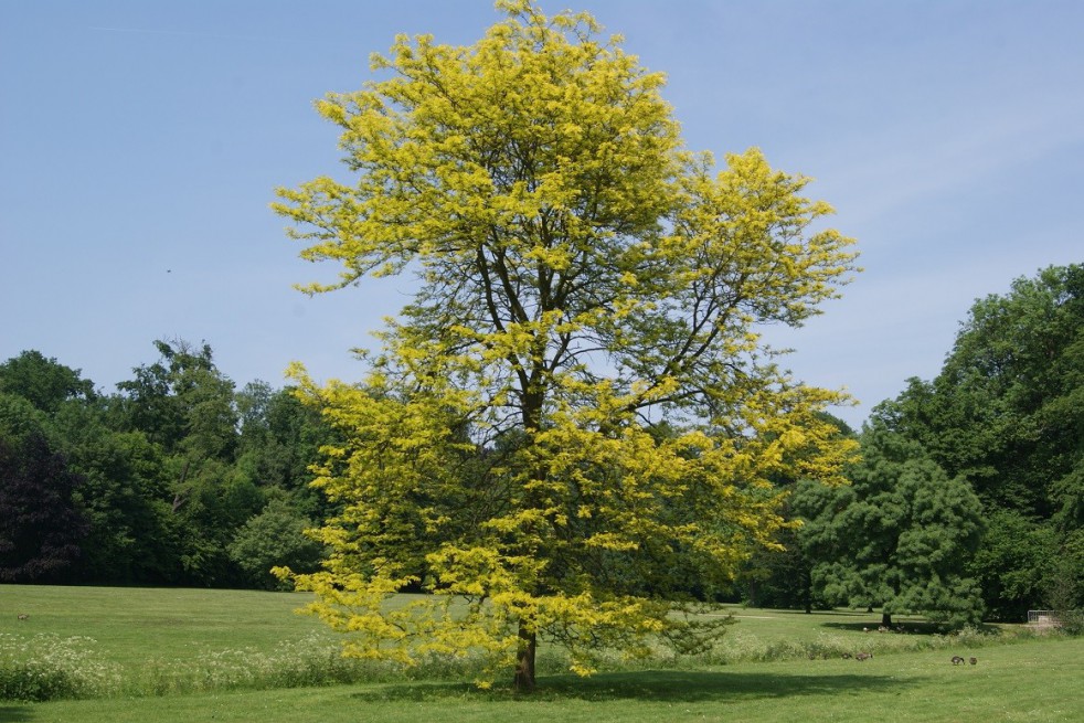 Gouden valse christusdoorn Gleditsia triacanthos inermis