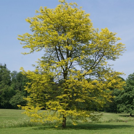 Févier d'Amérique doré