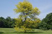 Sunburst thornless Honey Locust