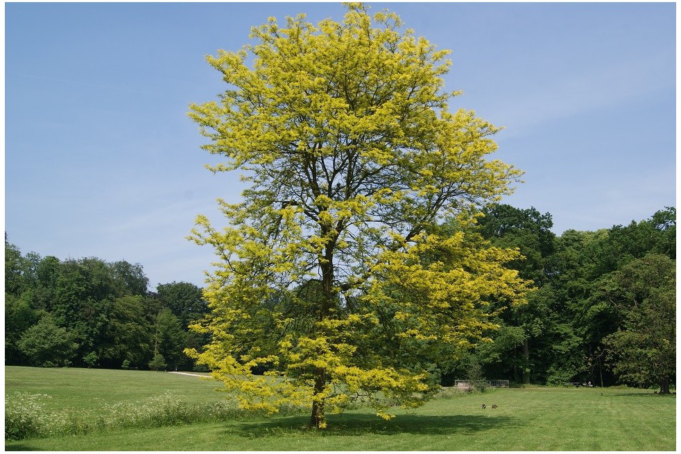 Sunburst thornless Honey Locust