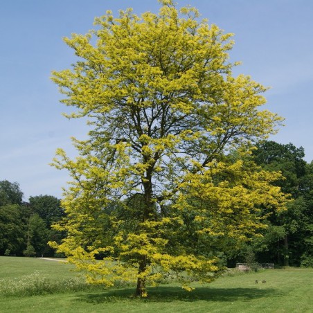 Sunburst thornless Honey Locust
